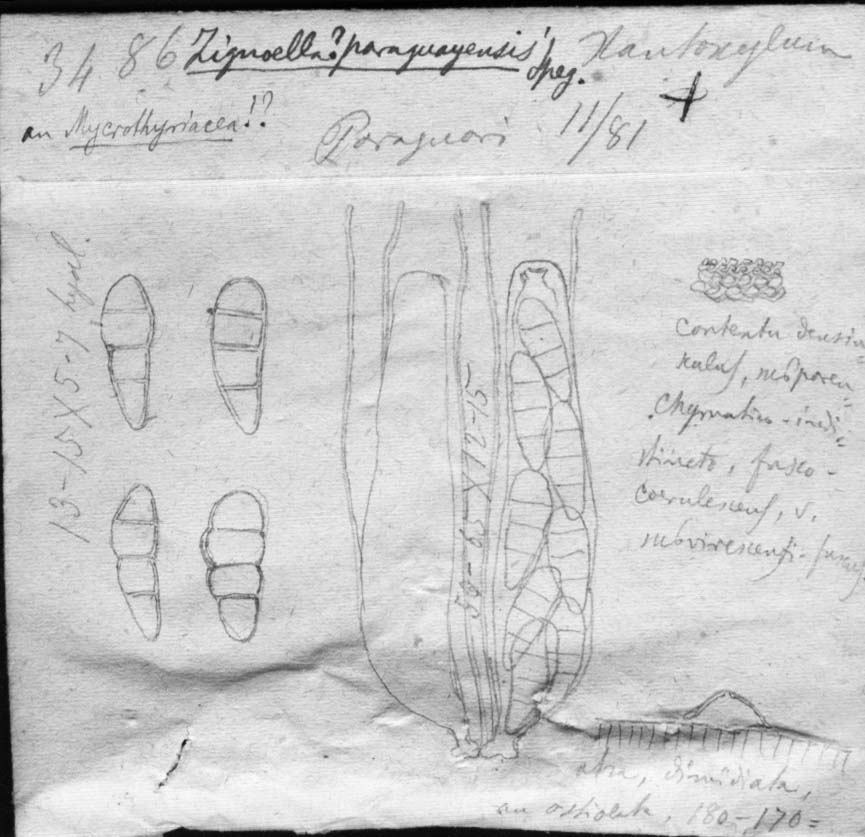 dibujo de Zignoëlla paraguayensis Speg.