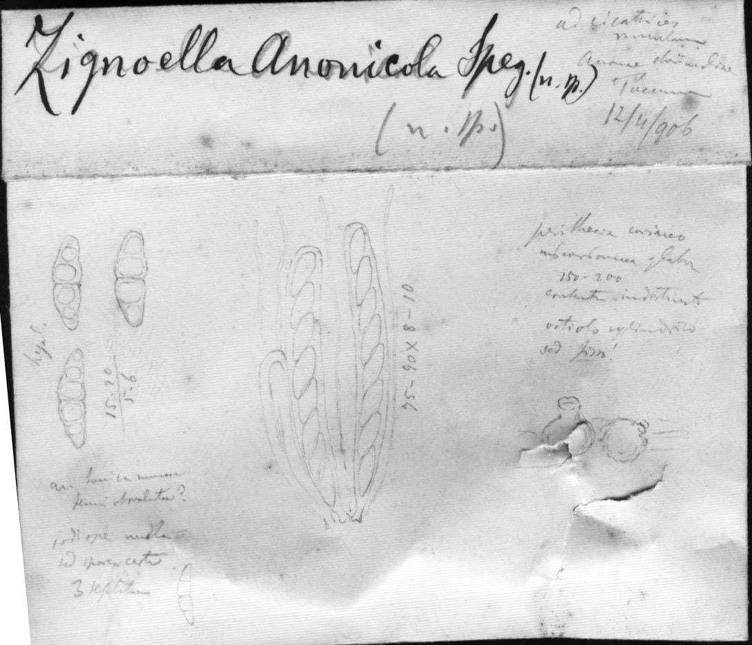 dibujo de Zignoëlla anonicola Speg.