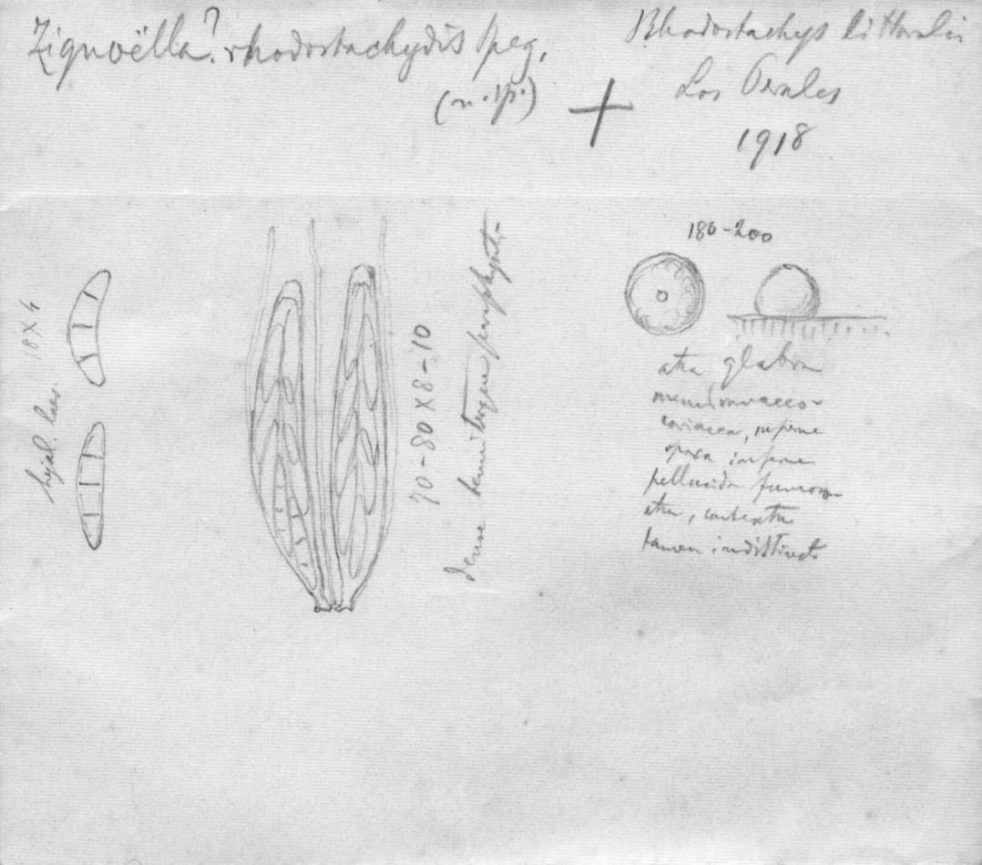 dibujo de Zignoëlla rhodostacheos Speg.