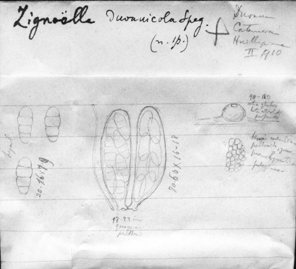 dibujo de Zignoëlla duvauicola Speg.