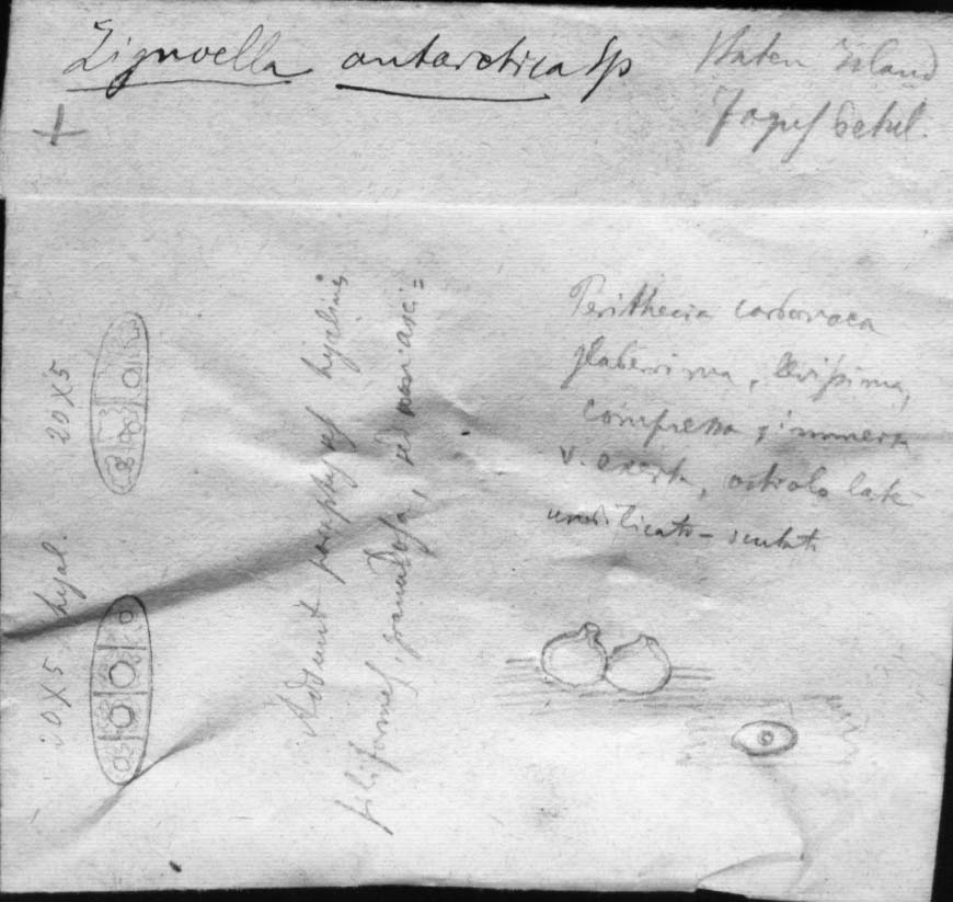dibujo de Zignoëlla antarctica Speg.