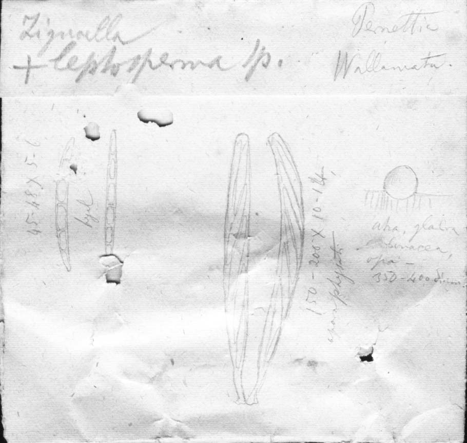 dibujo de Zignoëlla leptosperma Speg.