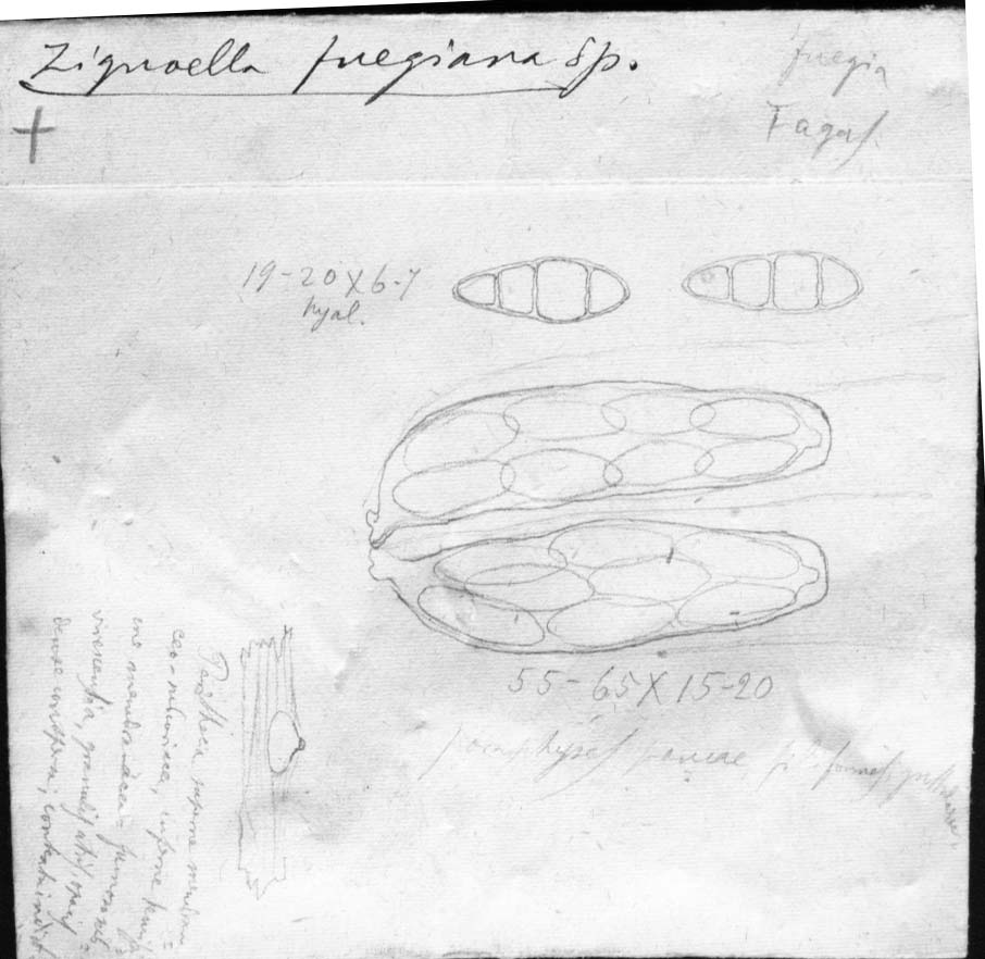 dibujo de Zignoëlla fuegiana Speg.