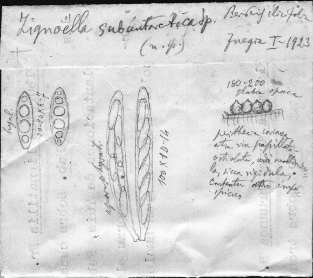 dibujo de Zignoëlla subantarctica Speg.