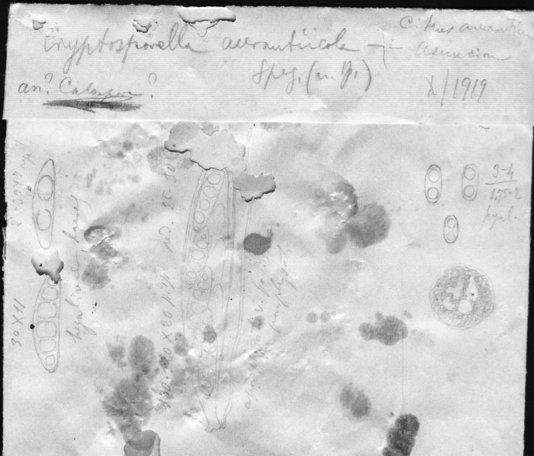 dibujo de Cryptosporella aurantiicola Speg.