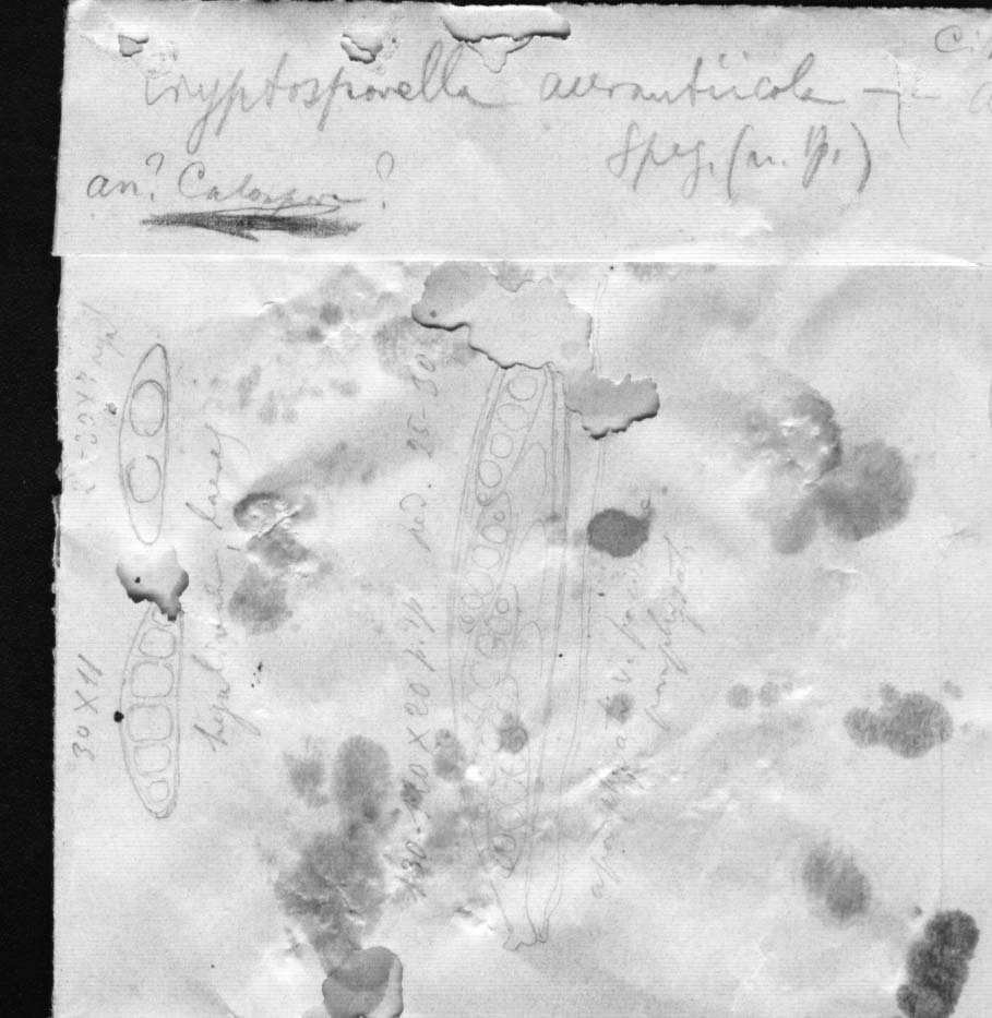 dibujo de Cryptosporella aurantiicola Speg.