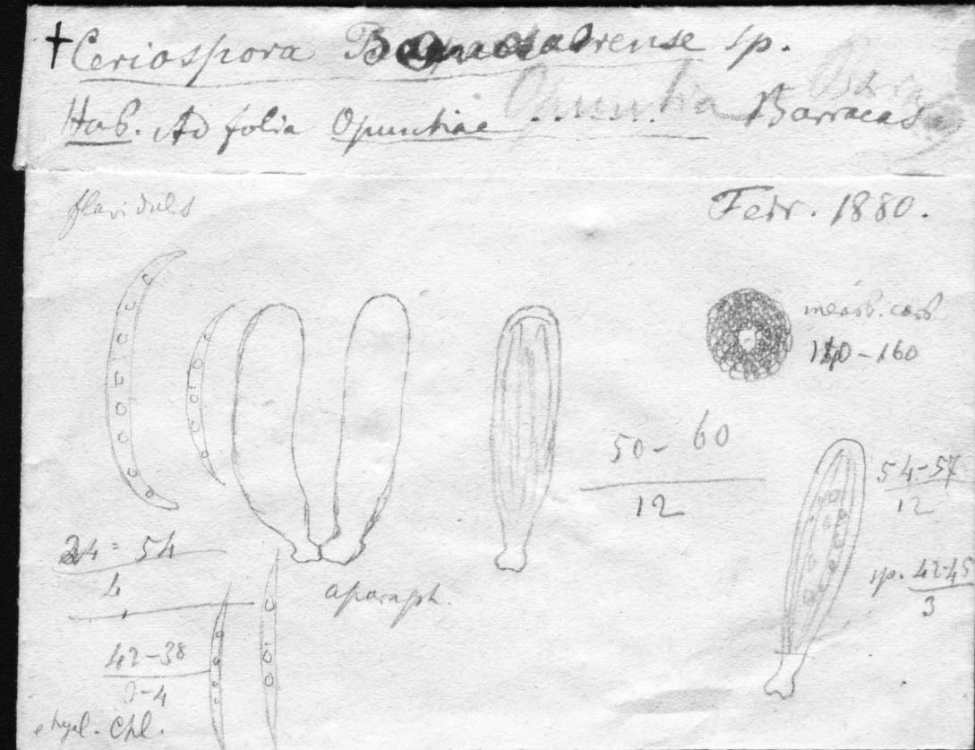 dibujo de Ceriospora bonaerensis Speg.
