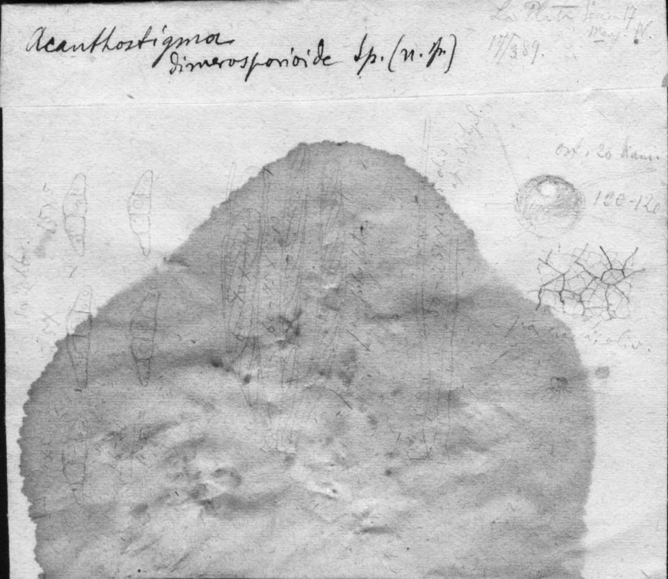 dibujo de Acanthostigma dimerosporioides Speg.
