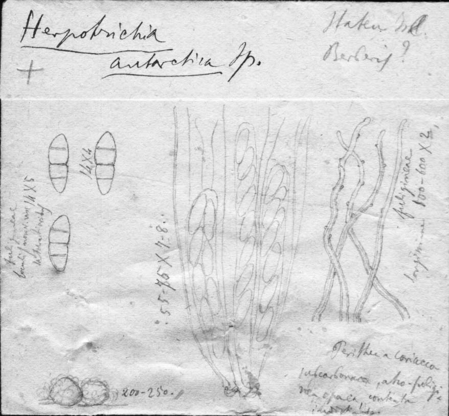 dibujo de Herpotrichia antarctica Speg.