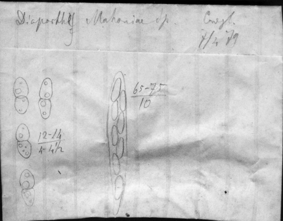 dibujo de Diaporthe mahoniae Speg.
