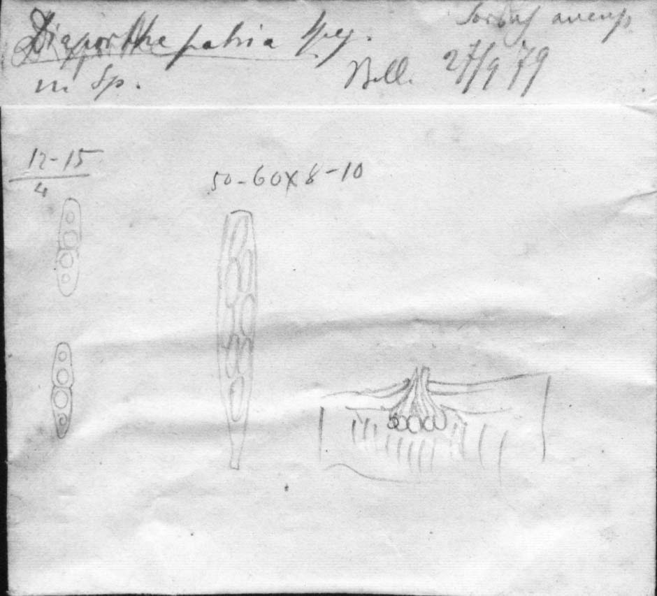 dibujo de Diaporthe patria Speg.