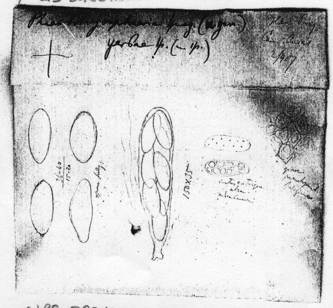 dibujo de Phaeobotryosphaeria yerbae Speg.