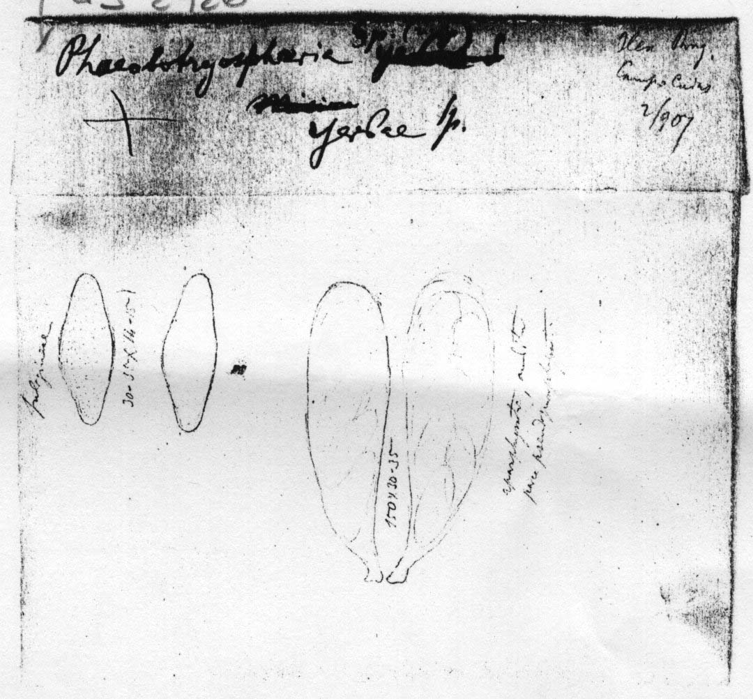 dibujo de Phaeobotryosphaeria yerbae Speg.