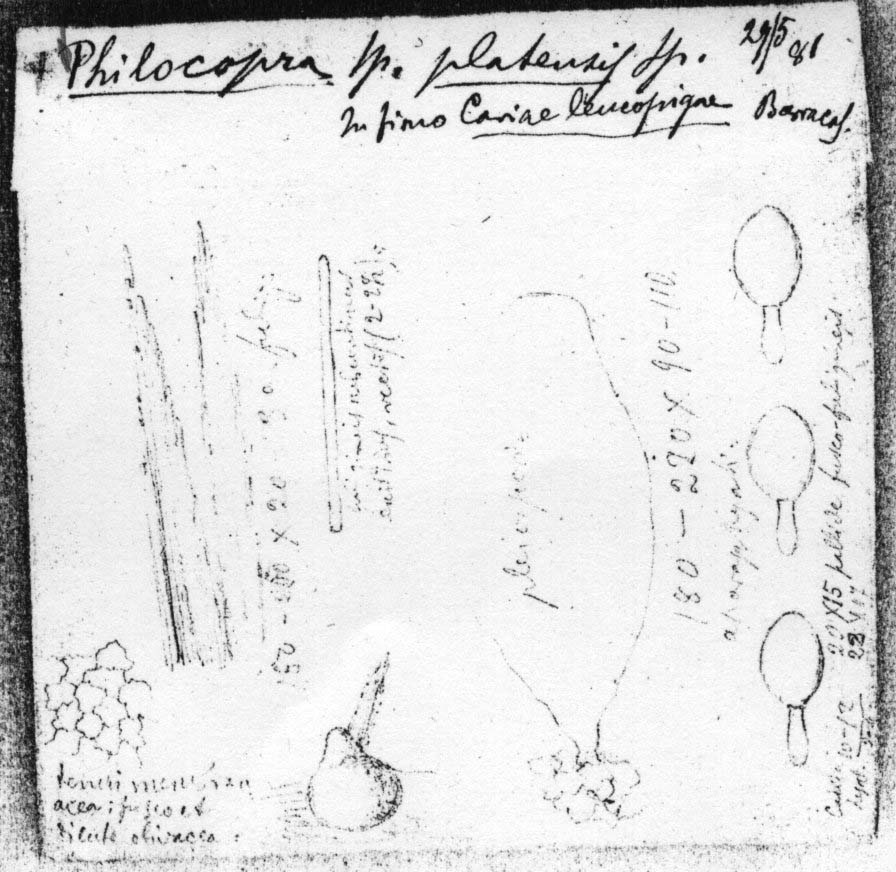 dibujo de Philocopra platensis Speg.