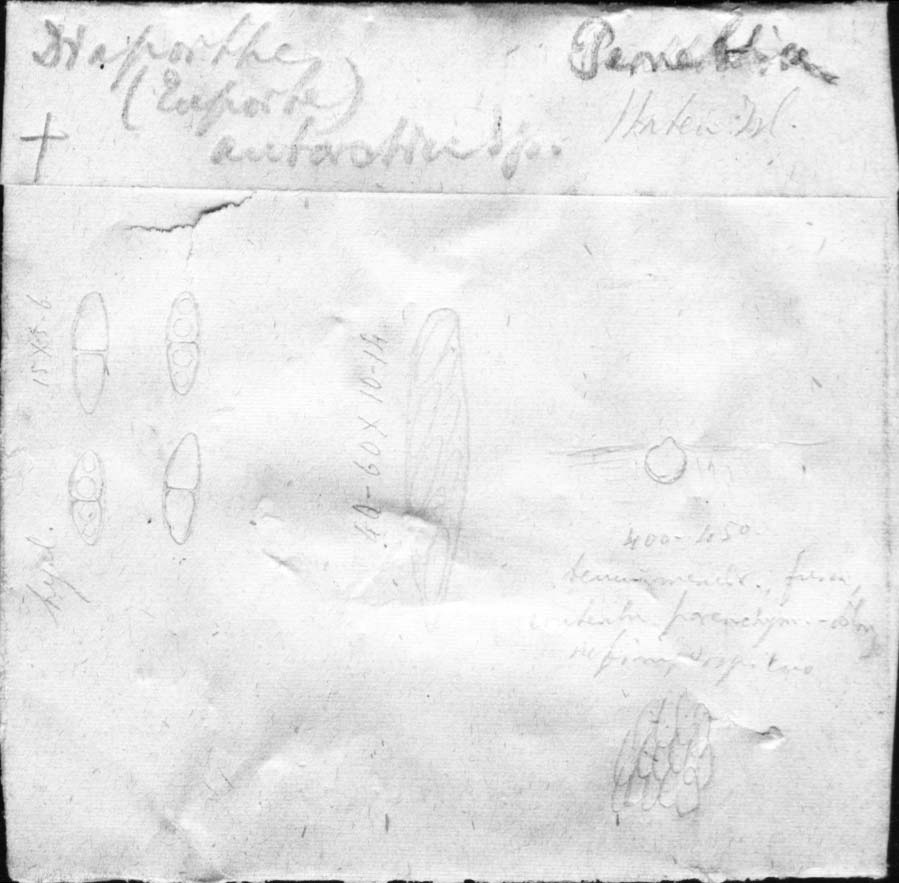 dibujo de Diaporthe antarctica Speg.