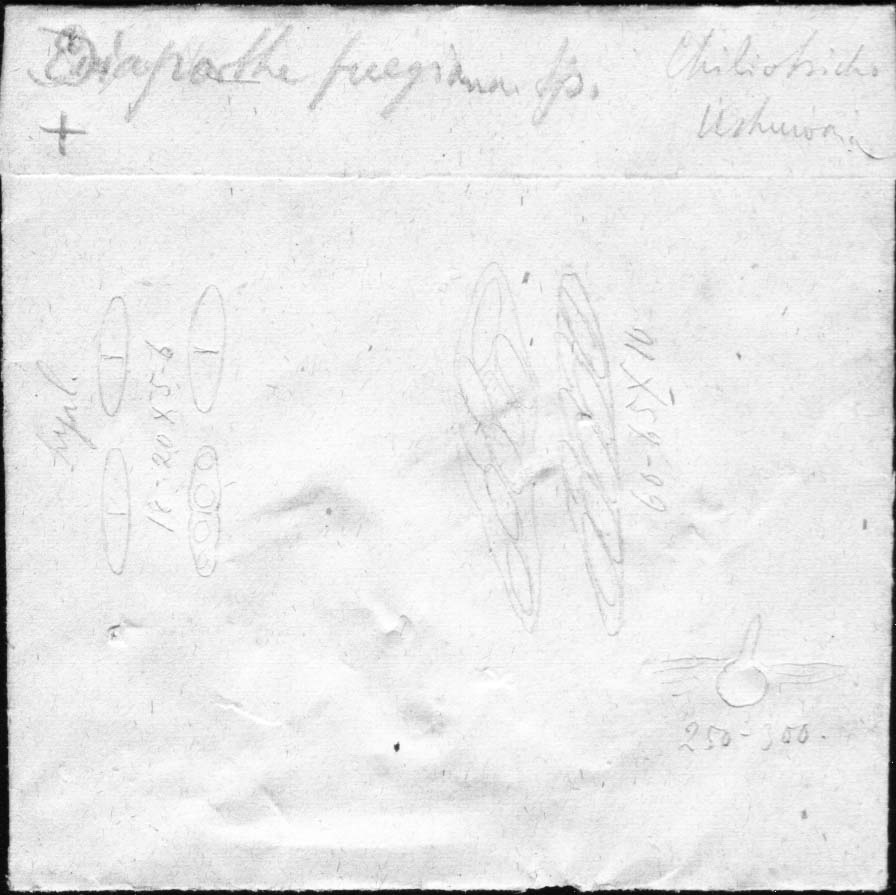 dibujo de Diaporthe fuegiana Speg.