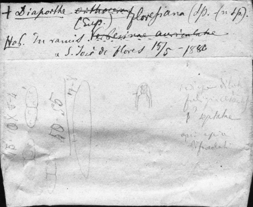 dibujo de Diaporthe floresiana Speg.