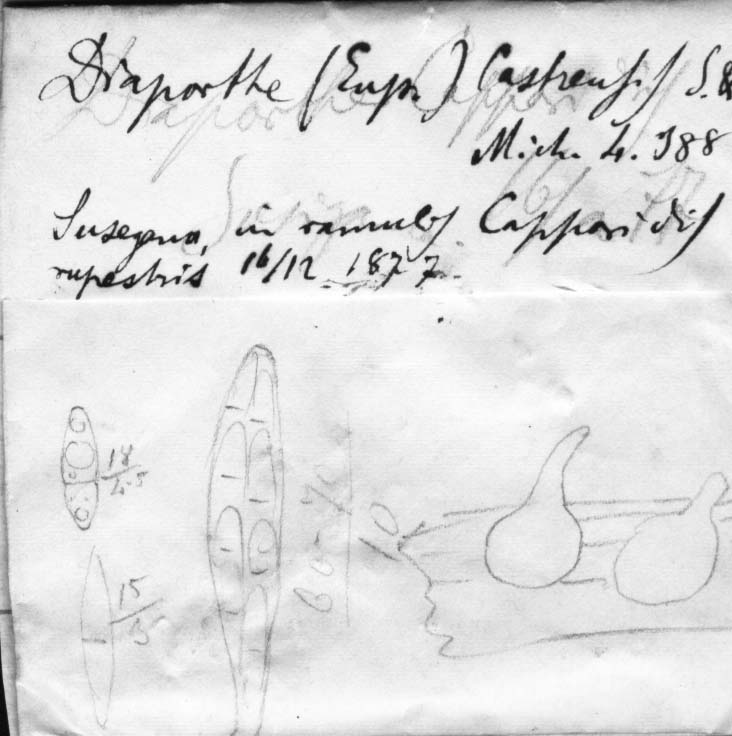 dibujo de Diaporthe castrensis Sacc. & Speg.