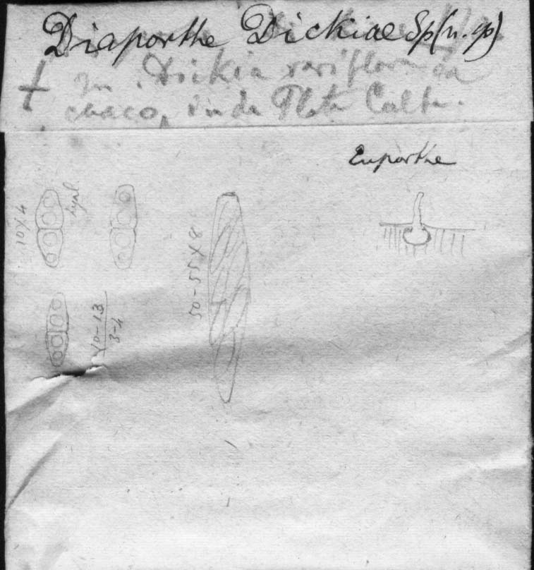 dibujo de Diaporthe dickiae Speg.