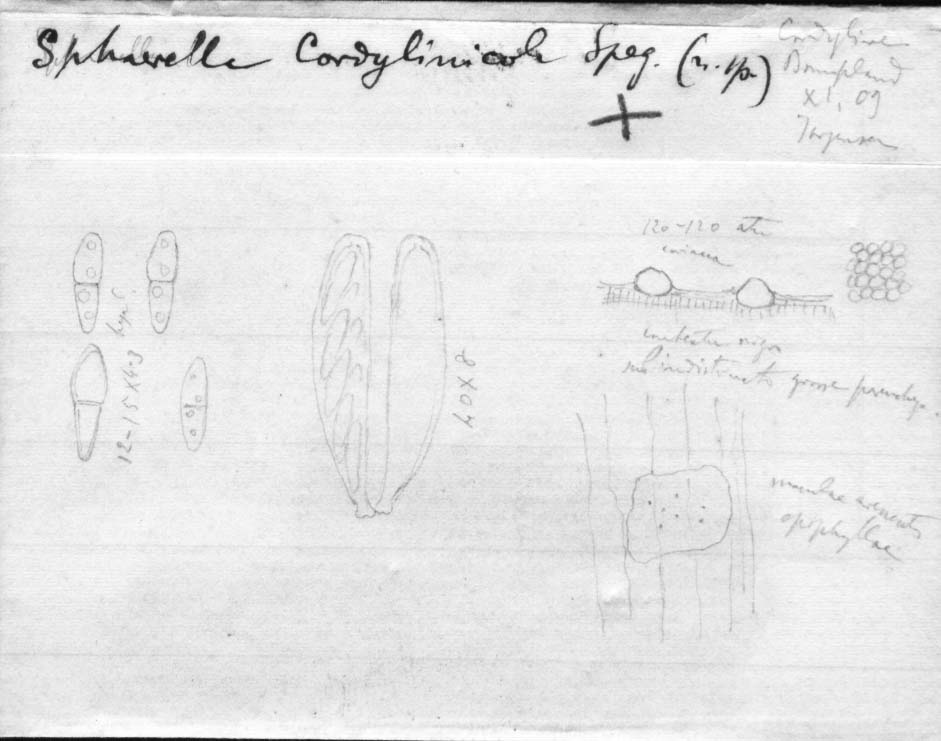 dibujo de Sphaerella cordylinicola Speg.