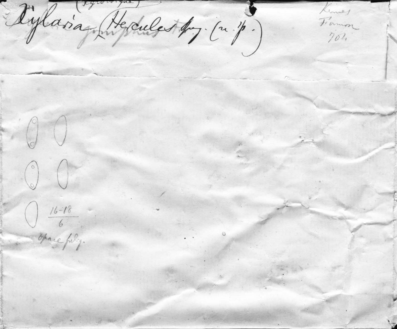 dibujo de Xylaria hercules Speg.