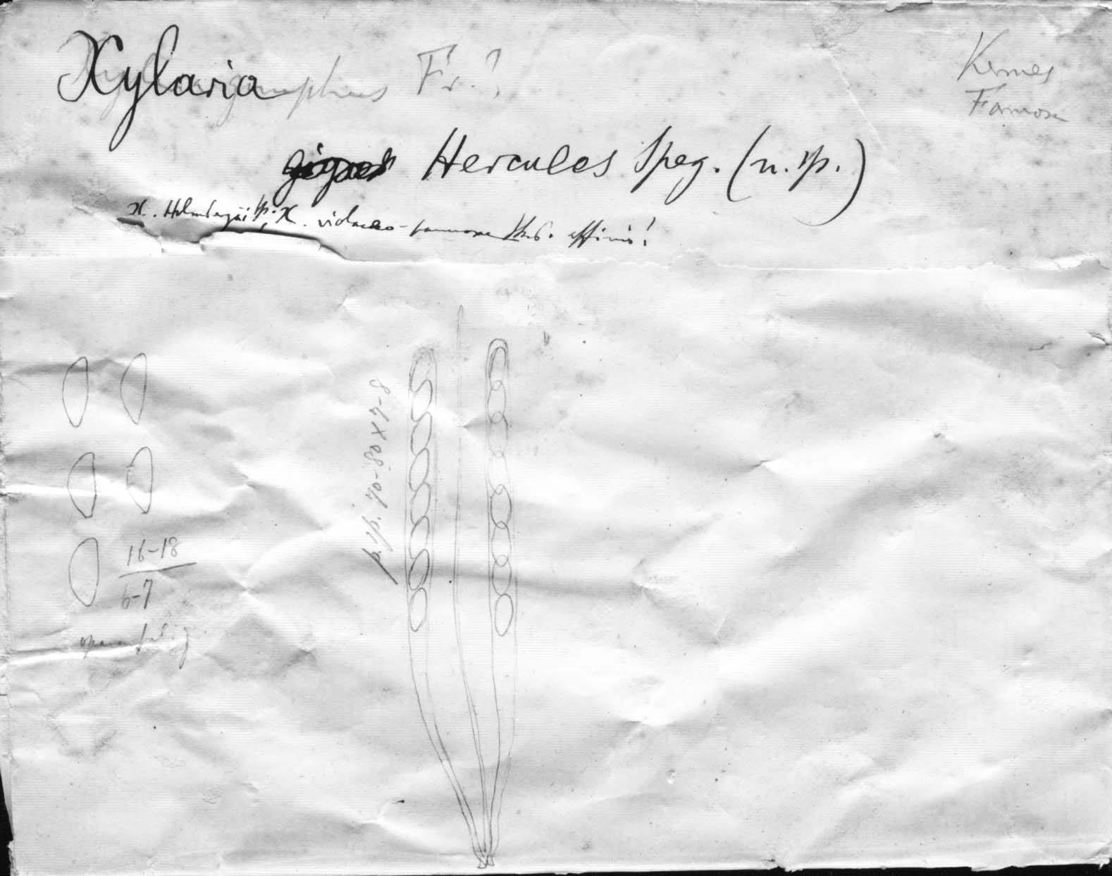 dibujo de Xylaria hercules Speg.
