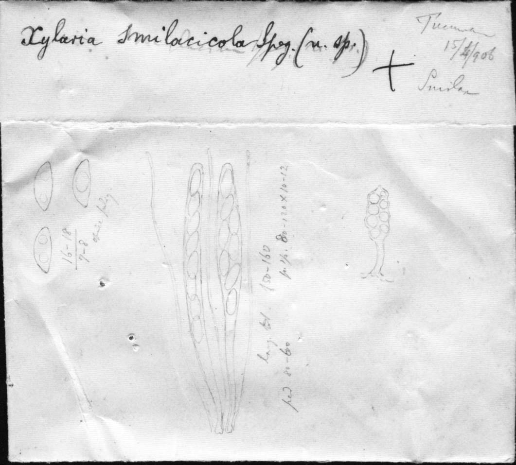 dibujo de Xylaria smilacicola Speg.