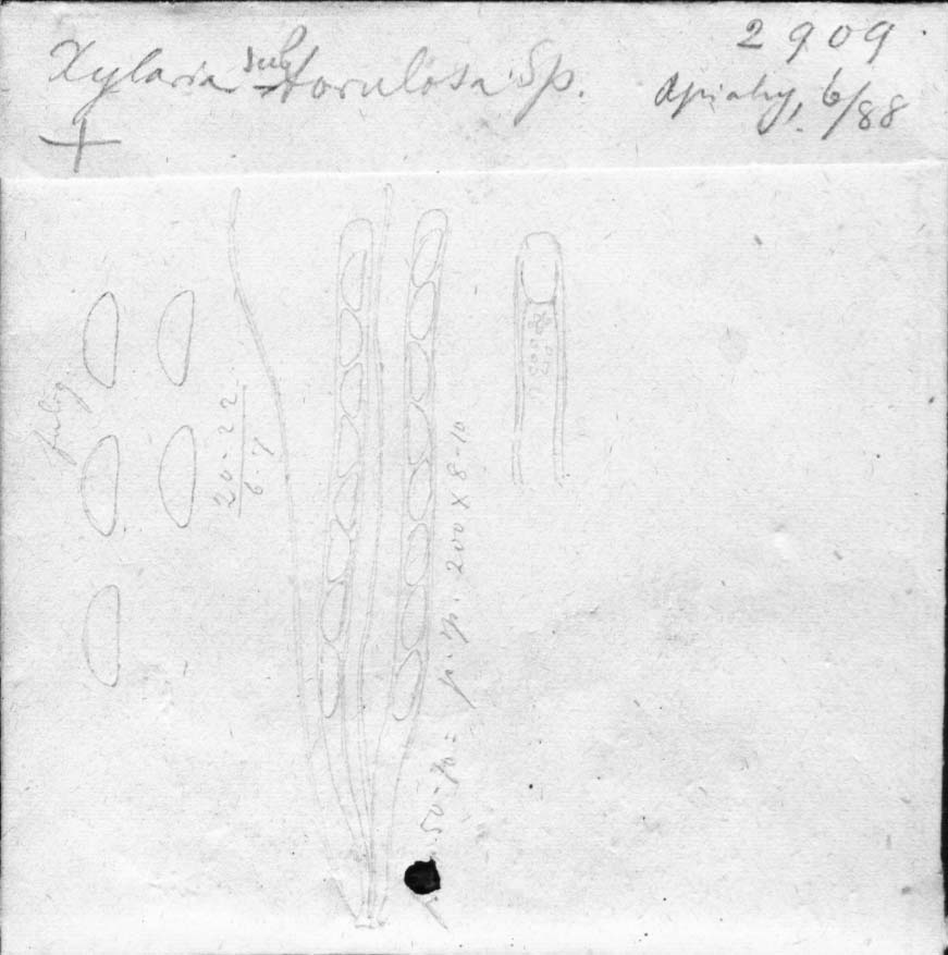 dibujo de Xylaria subtorulosa Speg.