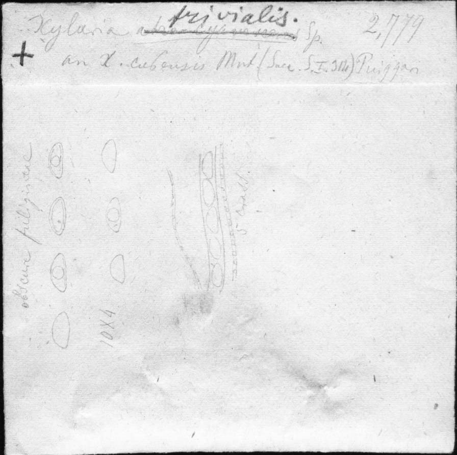 dibujo de Xylaria trivialis Speg.