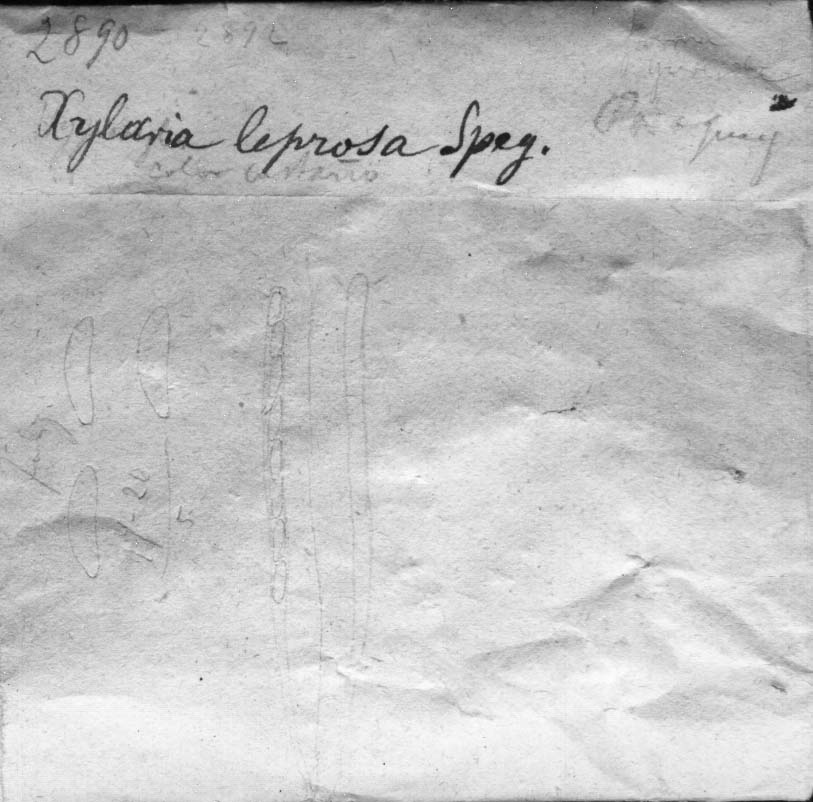 dibujo de Xylaria leprosa Speg.