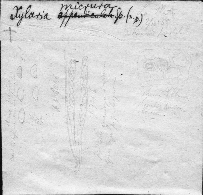 dibujo de Xylaria micrura Speg.