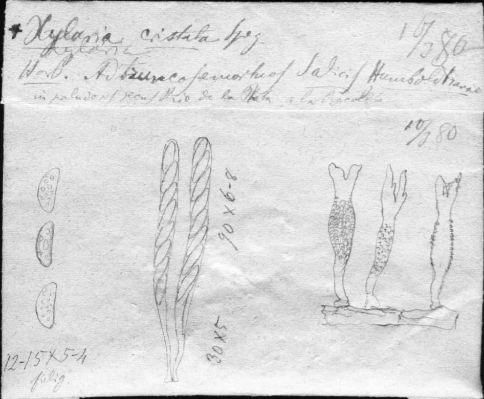 dibujo de Xylaria cristata Speg.