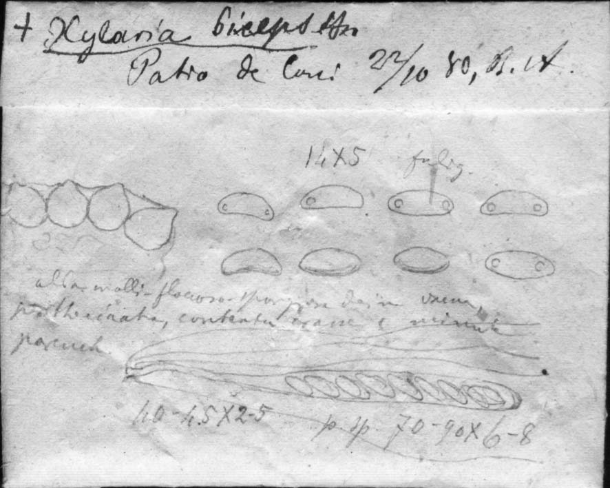 dibujo de Xylaria biceps Speg.