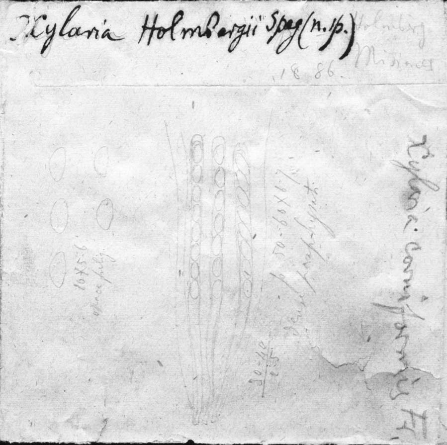 dibujo de Xylaria holmbergii Speg.