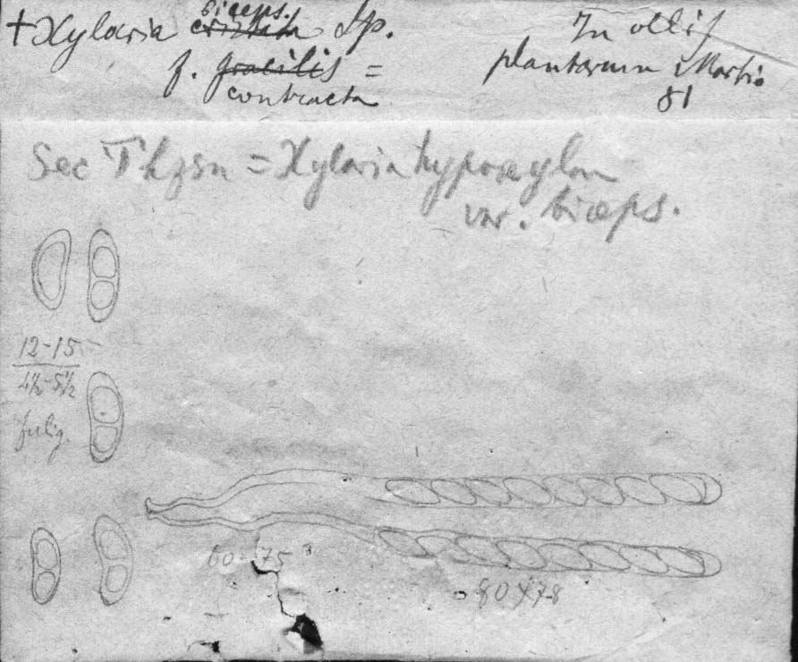 dibujo de Xylaria biceps forma contracta Speg.