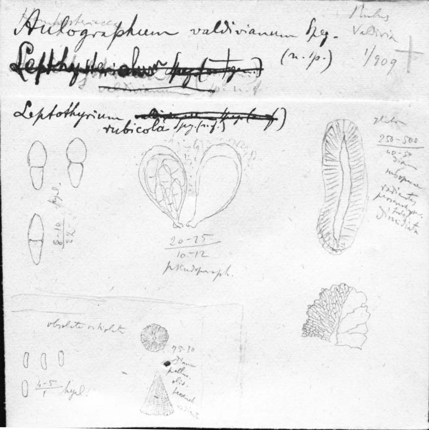 dibujo de Aulographum valdivianum Speg.