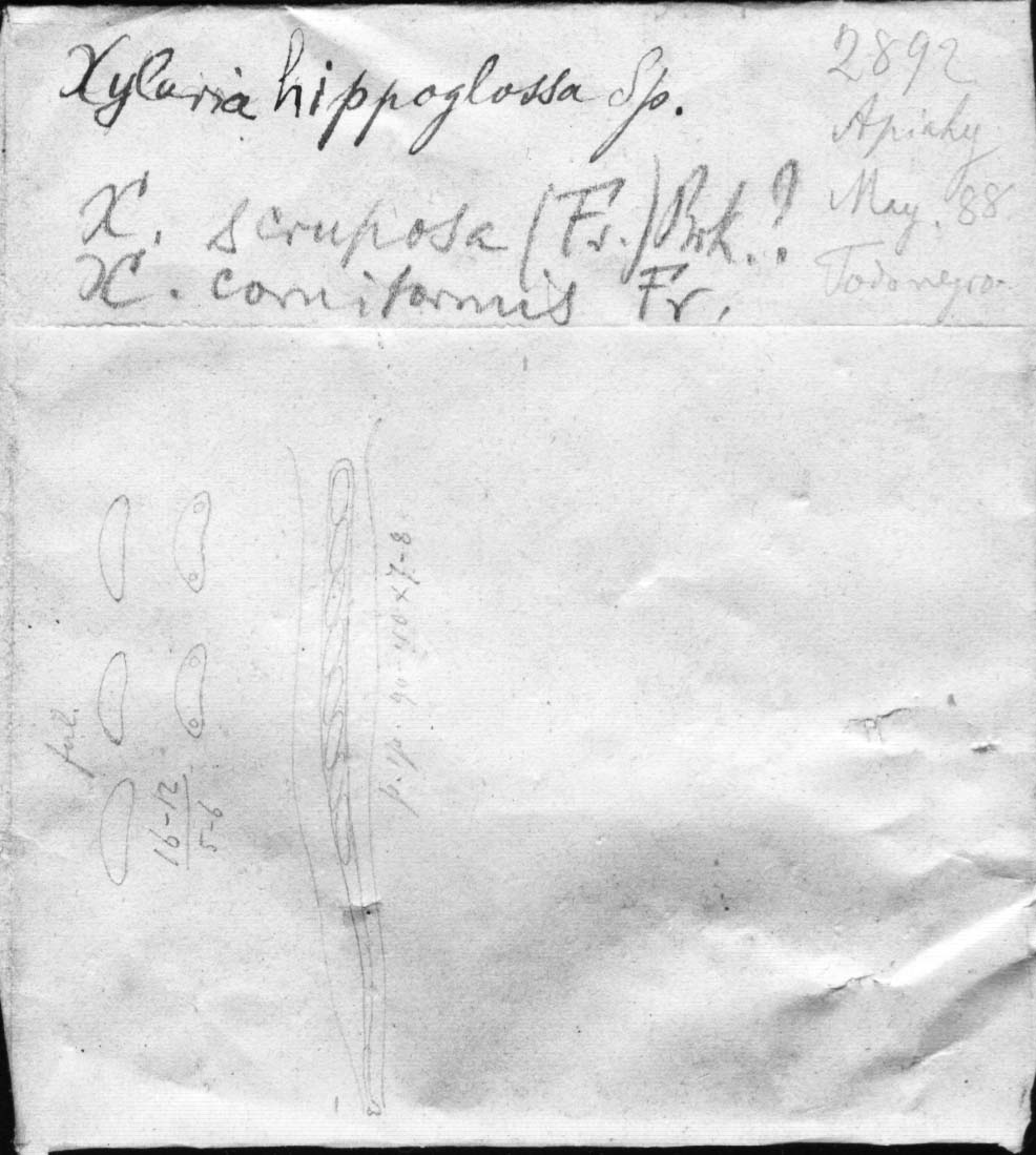 dibujo de Xylaria hippoglossa Speg.