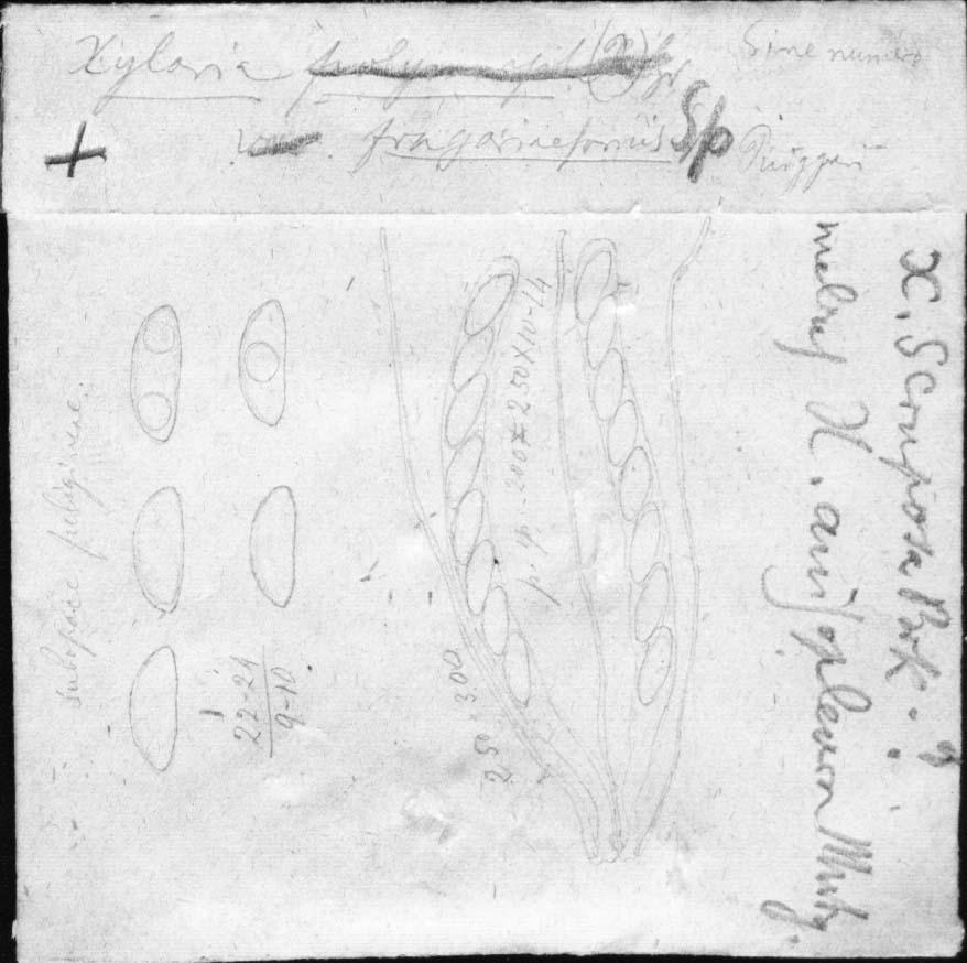 dibujo de Xylaria fragariaeformis Speg.