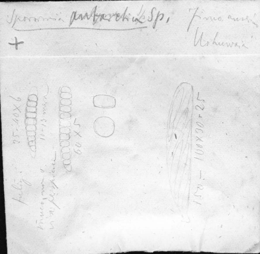 dibujo de Sporormia antarctica Speg.