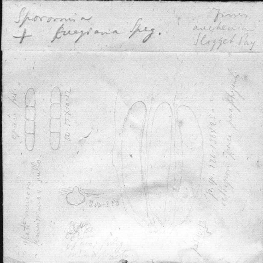 dibujo de Sporormia fuegiana Speg.