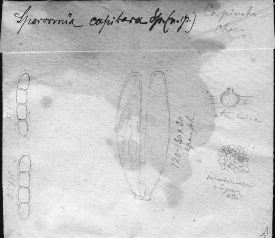 dibujo de Sporormia capybarae Speg.