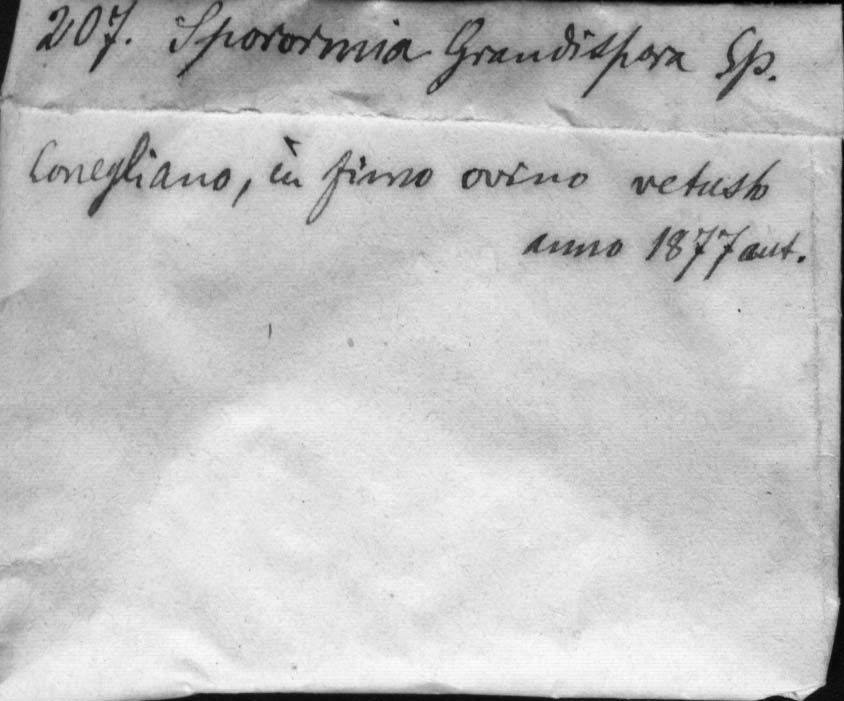 dibujo de Sporormia grandispora Speg.