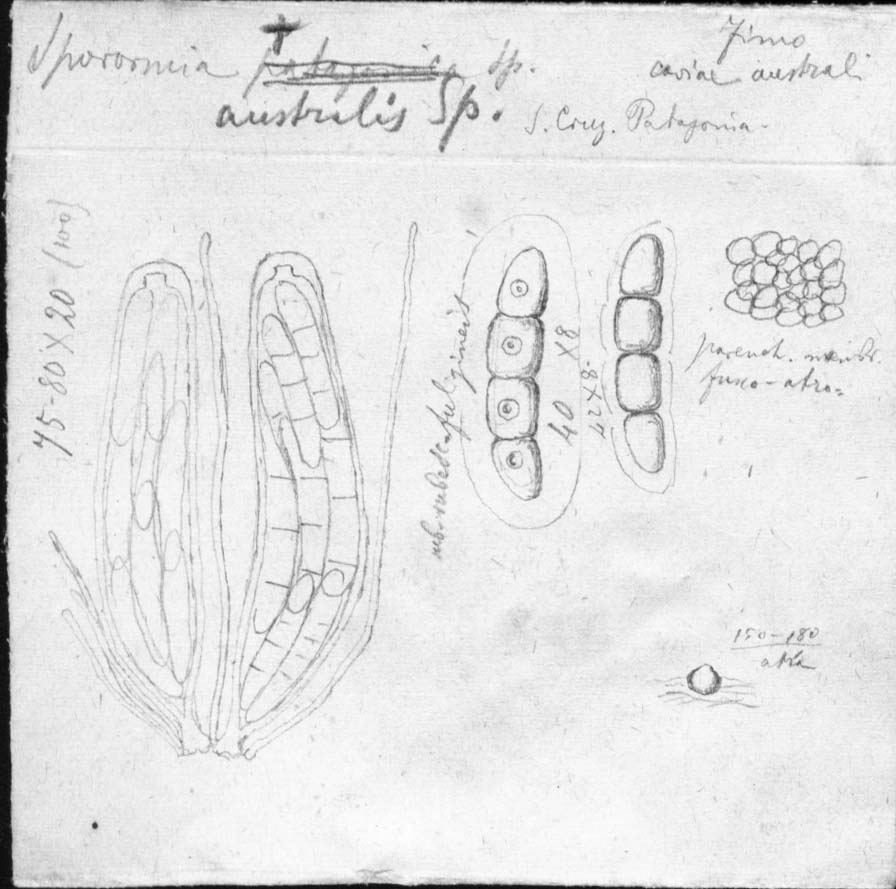dibujo de Sporormia australis Speg.