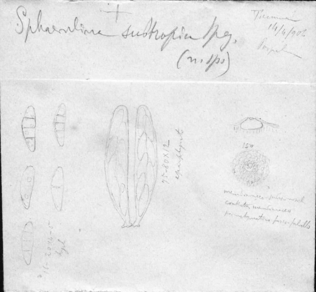 dibujo de Sphaerulina subtropica Speg.