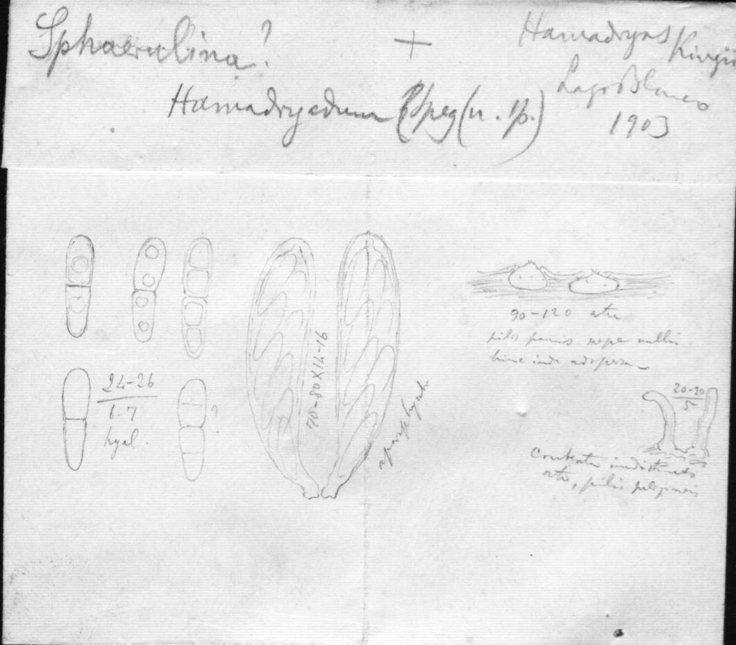 dibujo de Sphaerulina hamadryadum Speg.