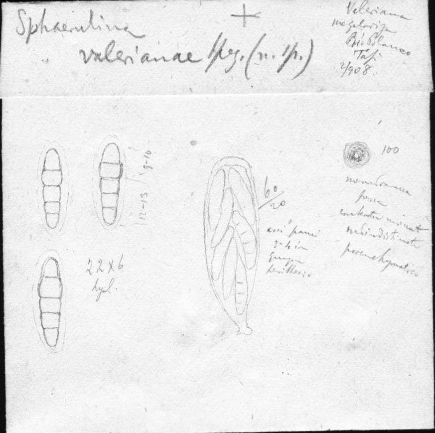dibujo de Sphaerulina valerianae Speg.