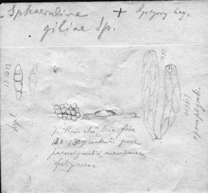 dibujo de Sphaerulina giliae Speg.