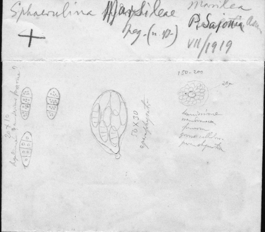 dibujo de Sphaerulina marsileae Speg.