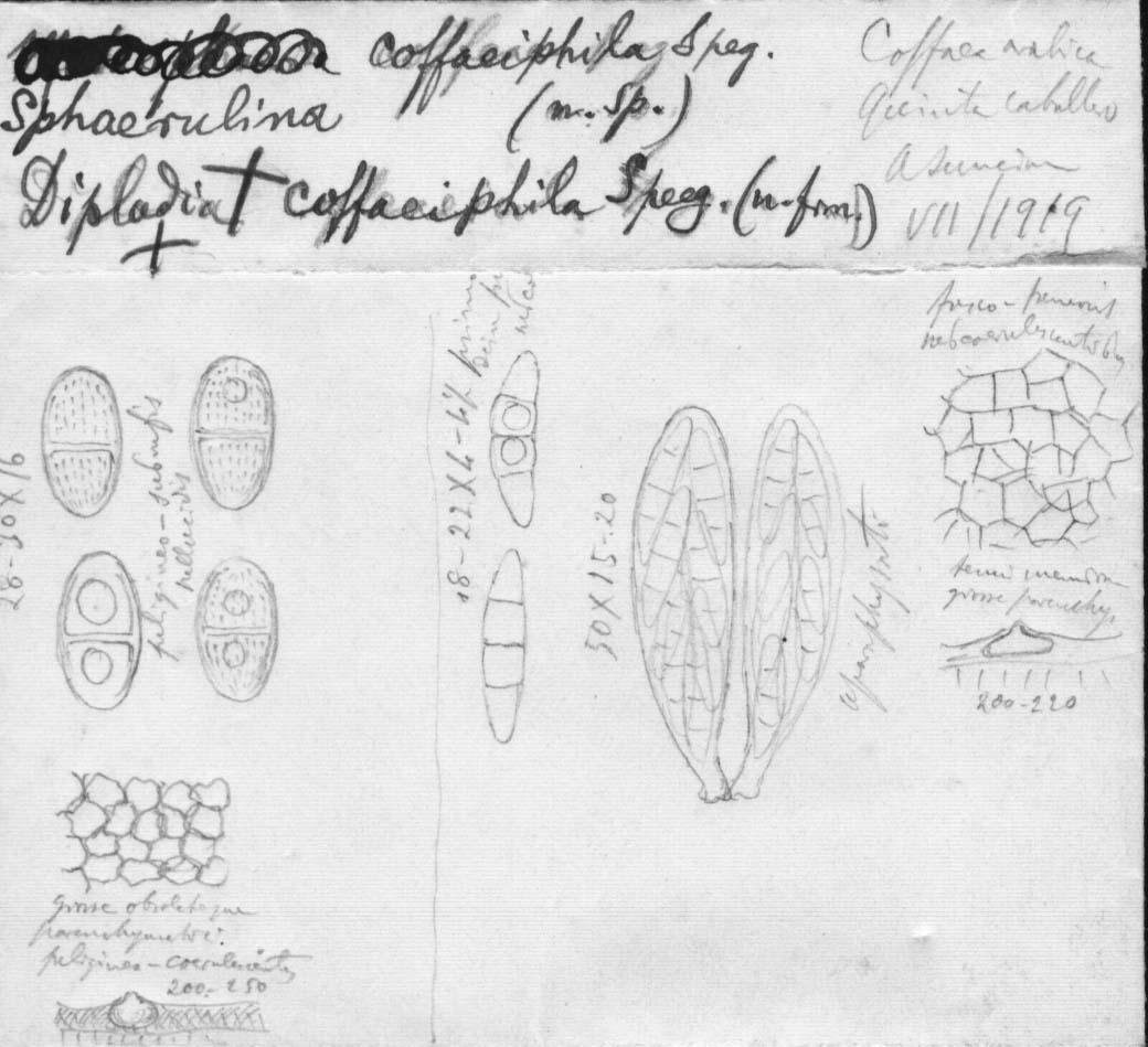 dibujo de Sphaerulina coffaeicola Speg.