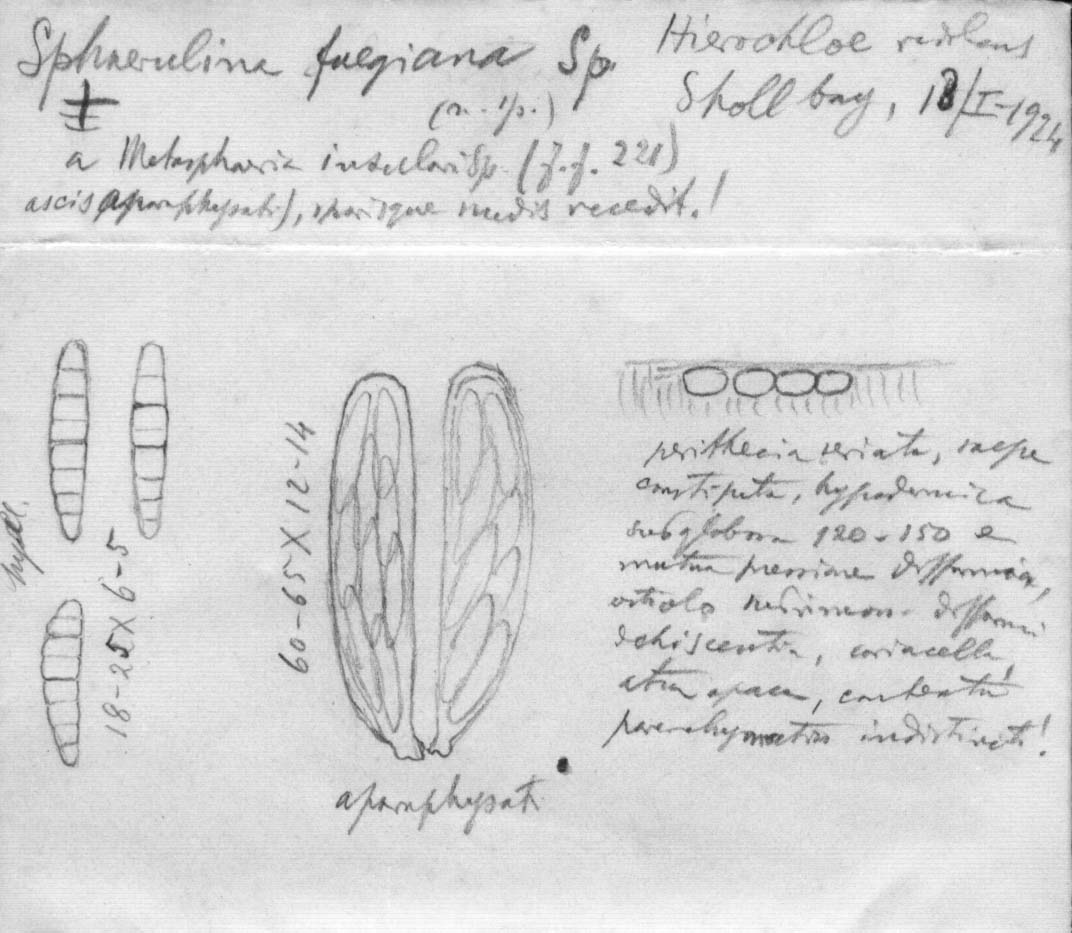 dibujo de Sphaerulina fuegiana Speg.